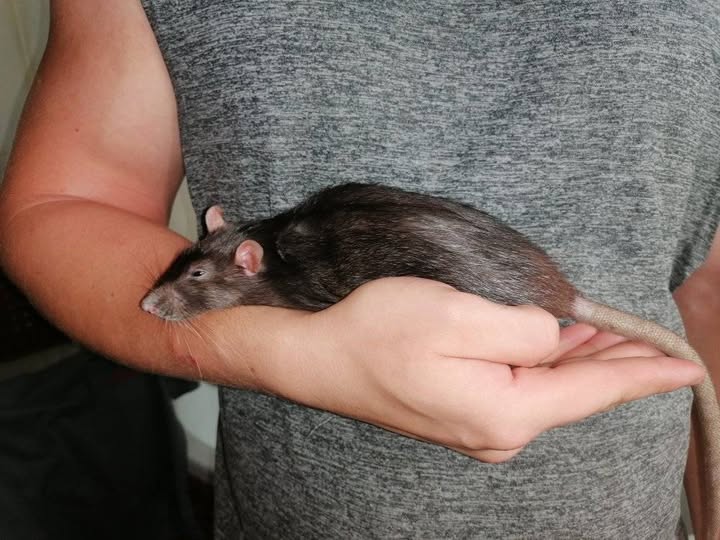 7/2025 NÁLEZ - Máme nového svěřence  🐁. Toto zlatíčko bylo nalezeno v Liběchově ❤️. Jestli jde o kluka, nebo holčičku nepíšeme záměrně. To budeme i s dalšími informacemi chtít po případném majiteli. Pokud se případný majitel nepřihlásí, potom  budeme pro  zlaticko hledat nový domov.  